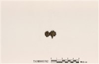 藏品(梅衣屬)的圖片